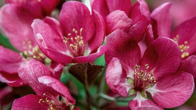 Pink blossoms on crabapple tree