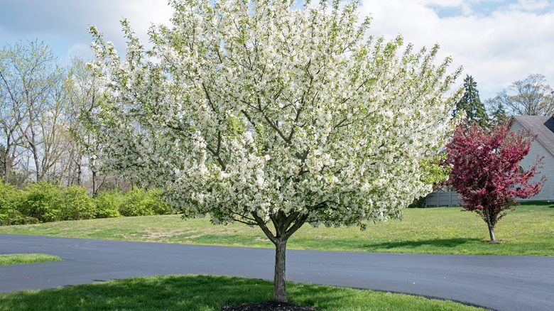 Lollipop crabapple tree blooming white