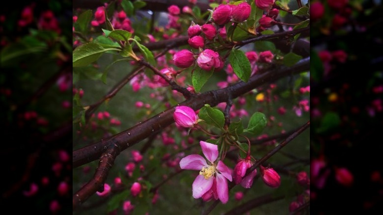 louisa crabapple tree blossoms