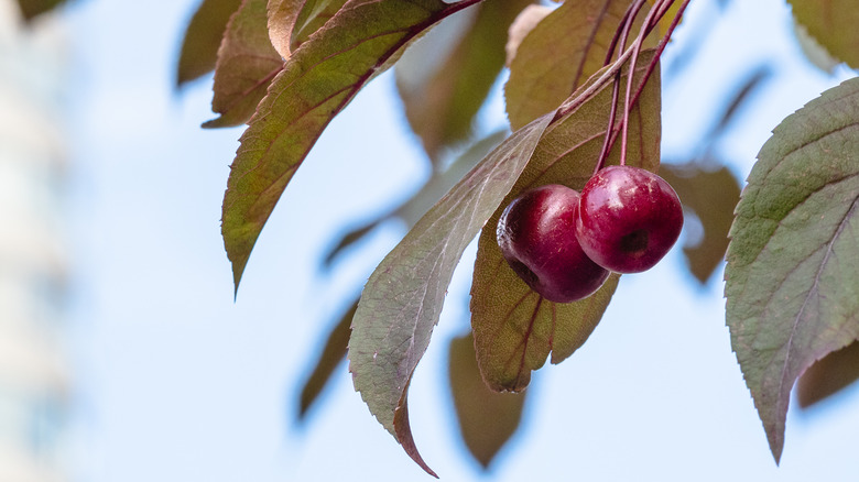 Red crabapples surrounded by leaves