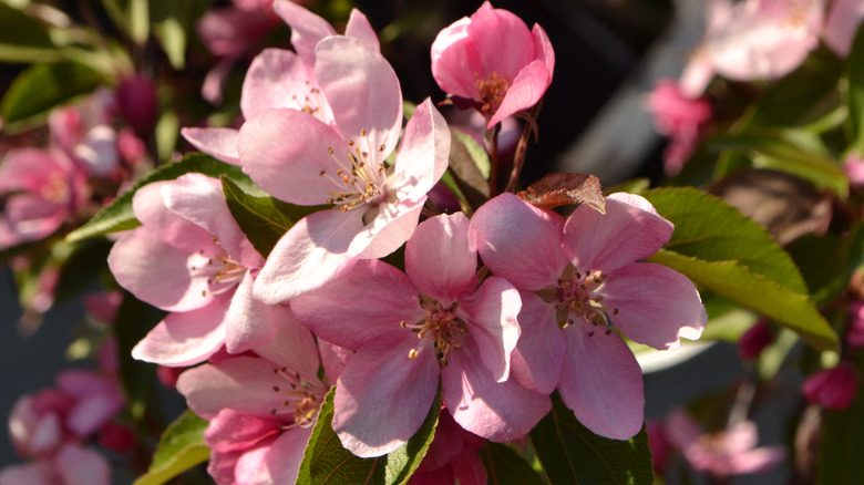 Pink blossoms surrounded by leaves