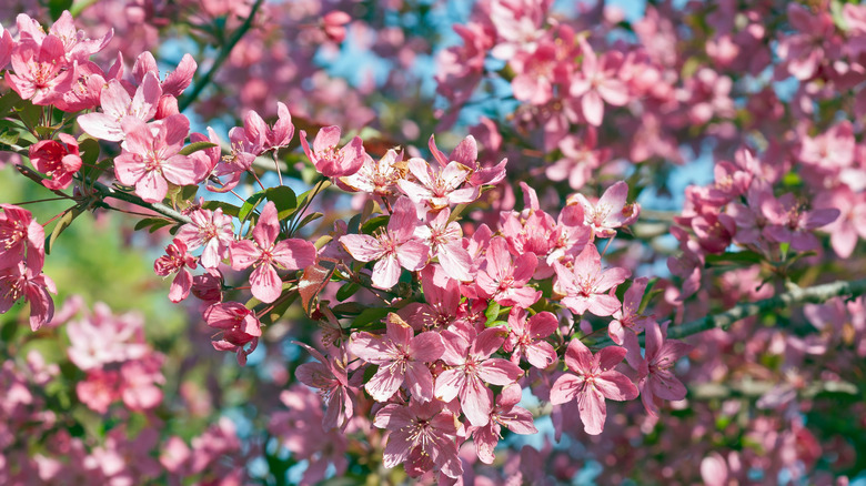 prairifire crabapple tree blossoms