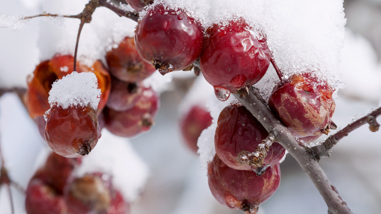 Red jewel crabapples in snow