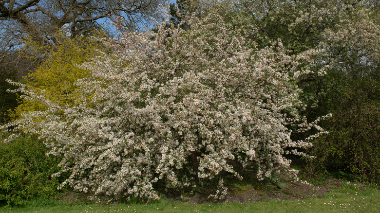 Sargent crabapple tree with blossoms