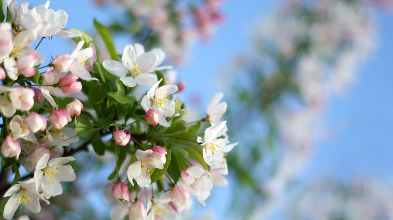 snowdrift crabapple tree blossoms