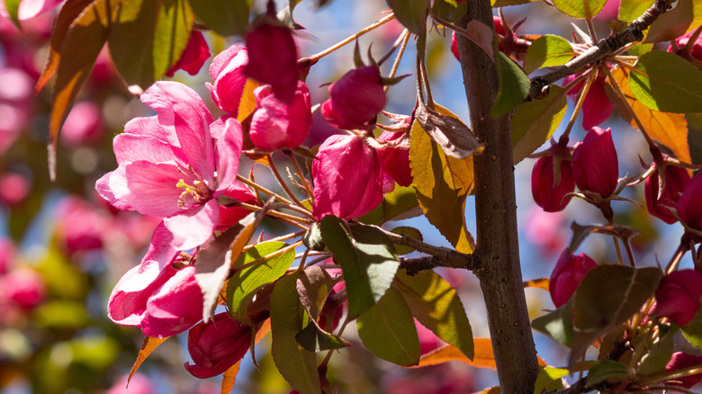 Small red buds and pink blossoms