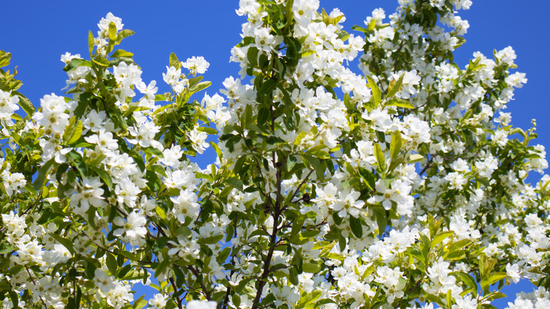 White blossoms on crabapple tree