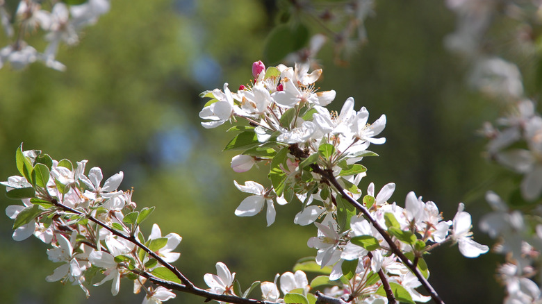 Whitney crabapple tree flowers