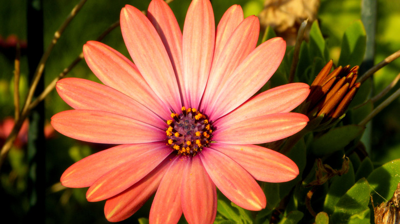 Close-up African daisy bloom