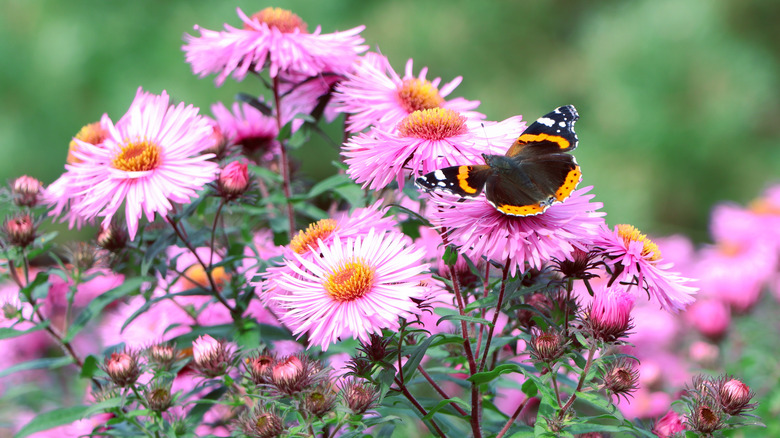 Butterfly on aster daisy