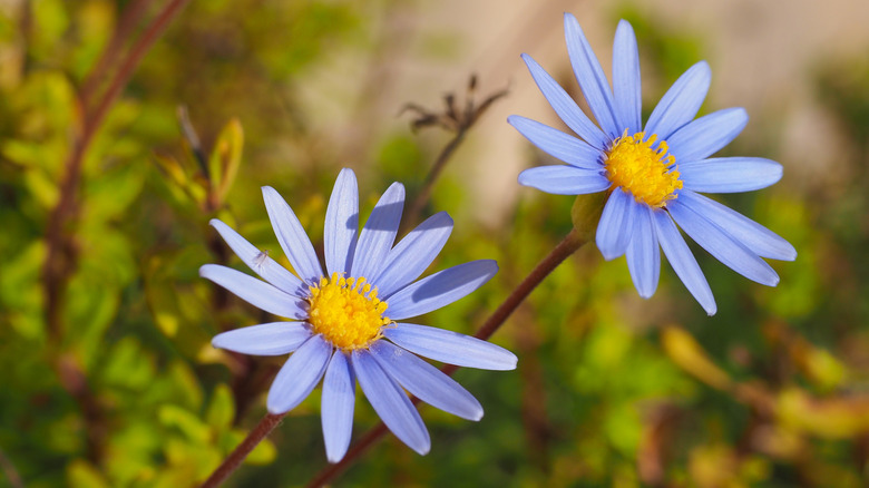 Blue marguerite daisies growing in field