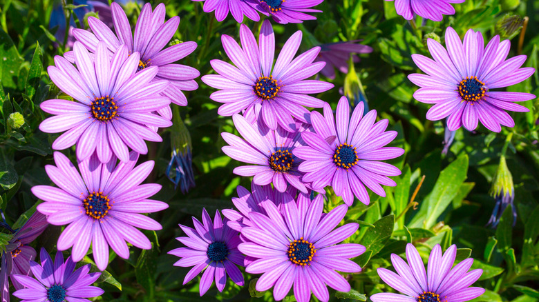 Cape daisies growing outside