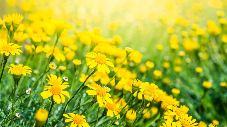 Dahlberg daisies growing in a field