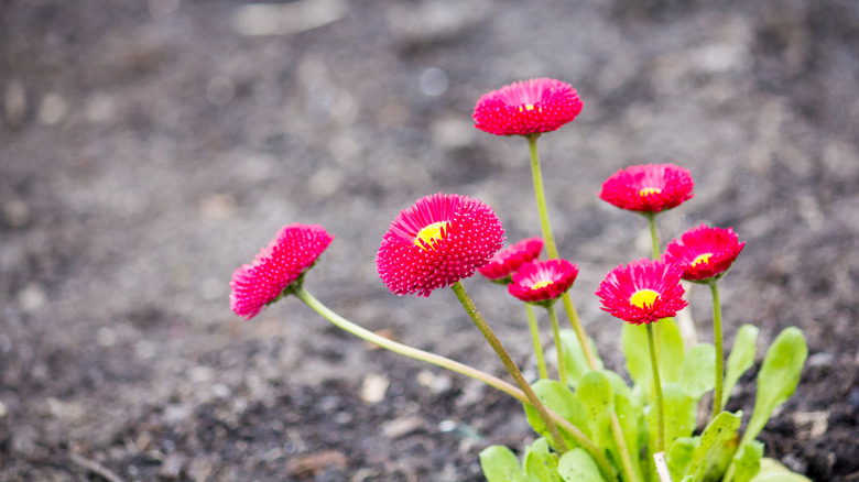 English daisies growing