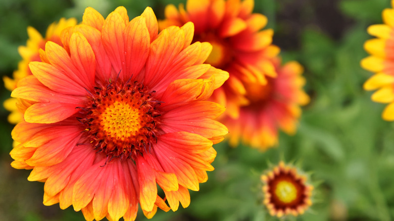 Gaillardia daisy close-up