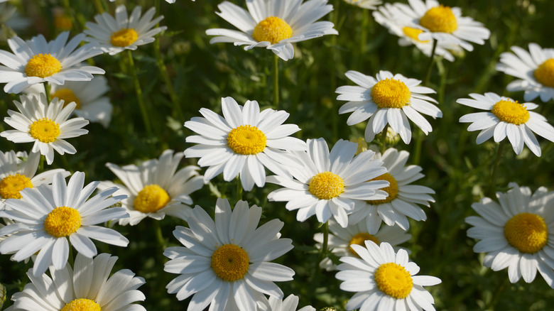  Ox-eye daisies in field