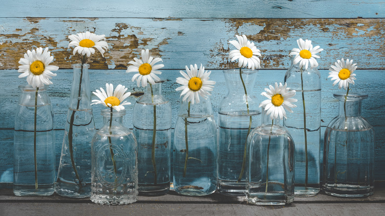 Shasta daisies in bottles