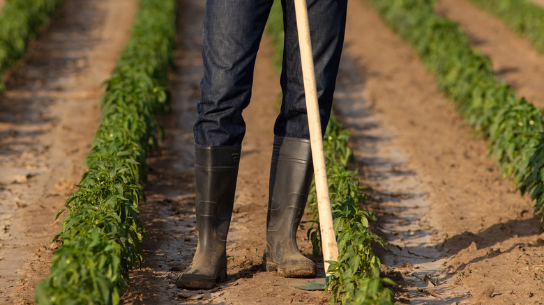 farmer in vegetable field