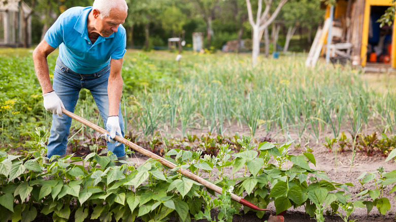 farmer weeds potatoes with hoe