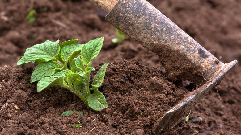 hilling potatoes with ridging hoe