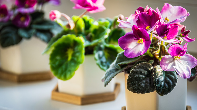 African violet plants