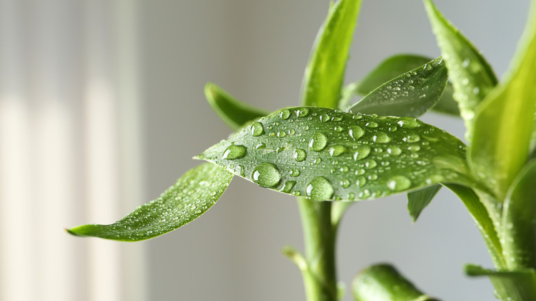 water drops on bamboo plant