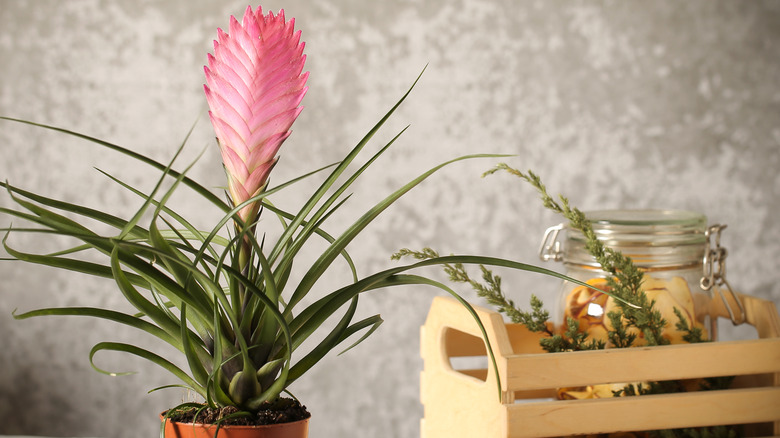 Bromeliad houseplant in pot