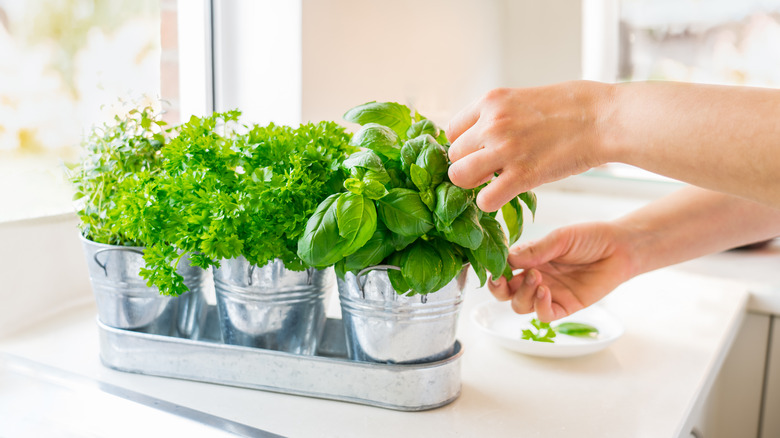 herbs in silver pots