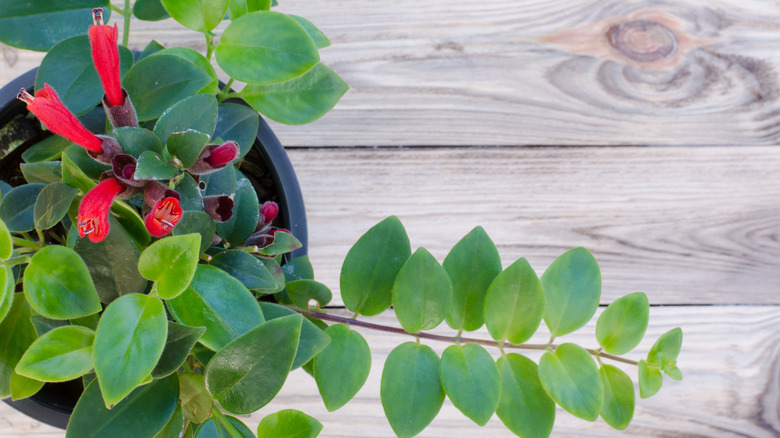 lipstick plant