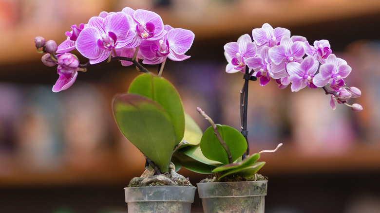 two orchid plants