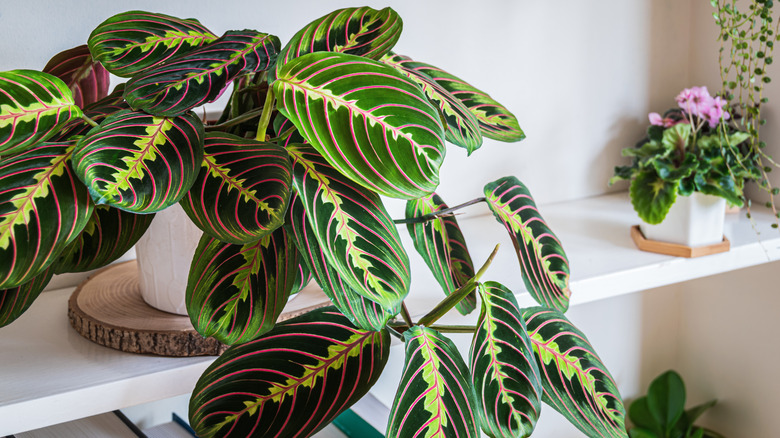 prayer plant on shelf