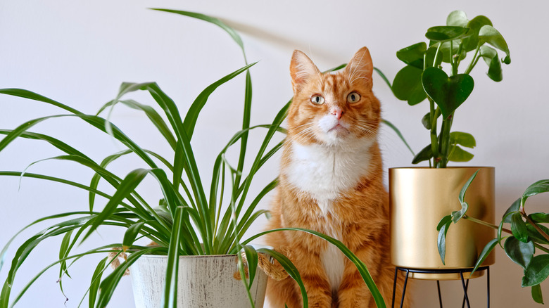 spider plant cat
