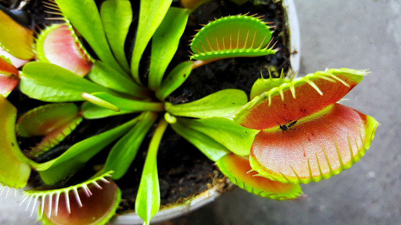 venus flytrap plant