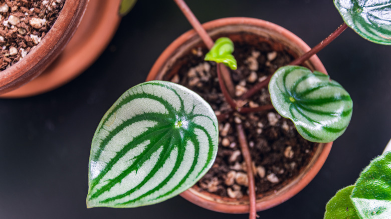 Watermelon Peperomia in pot