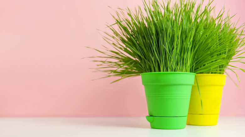 wheatgrass plants potted