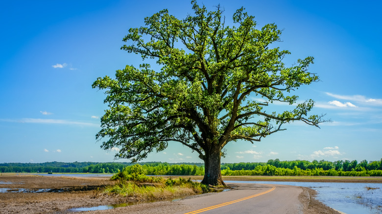 bur oak tree on road 