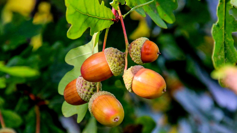 close up of acorns on tree