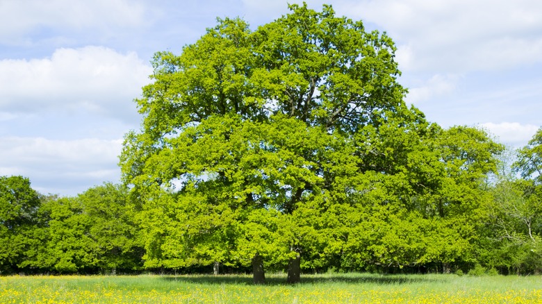 english oak in park