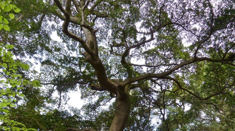 Japanese evergreen oak