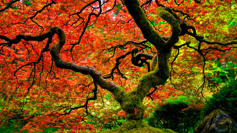 red oak tree in fall