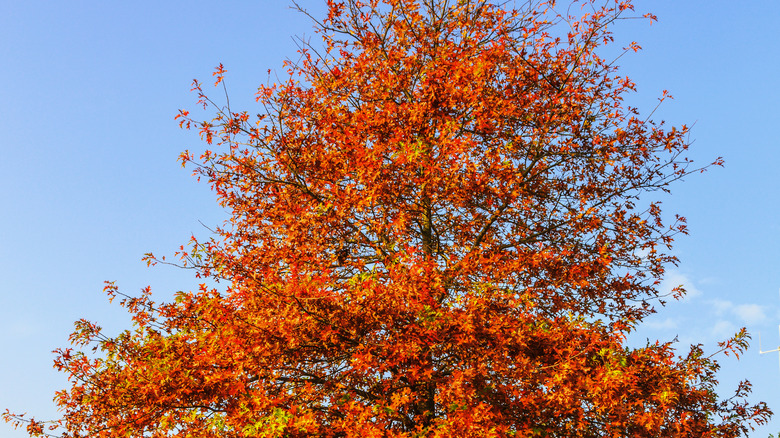 pin oak in fall