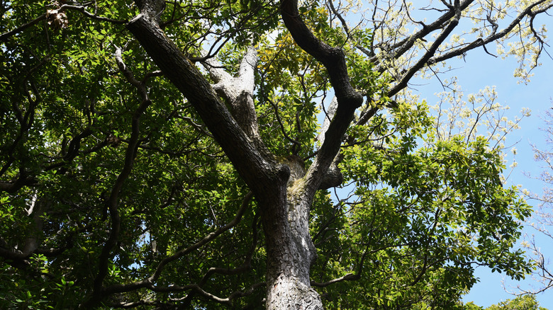 Sawtooth oak tree in park