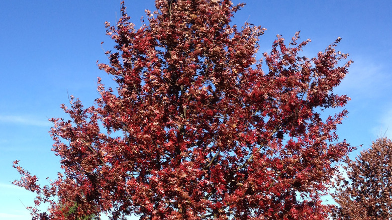 red leaves of scarlet oak 