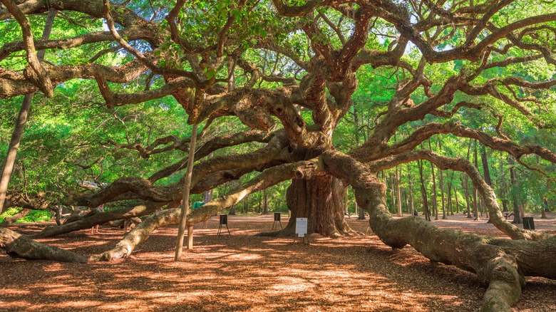 sprawling live oak tree