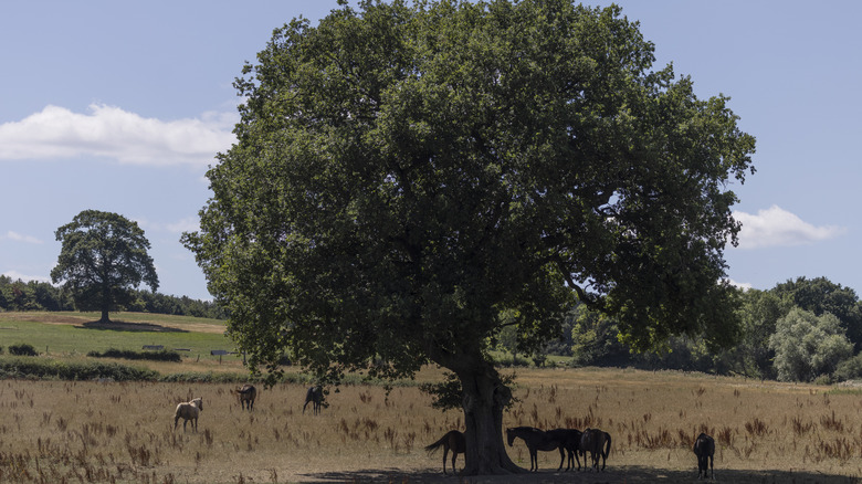 oak tree in field 