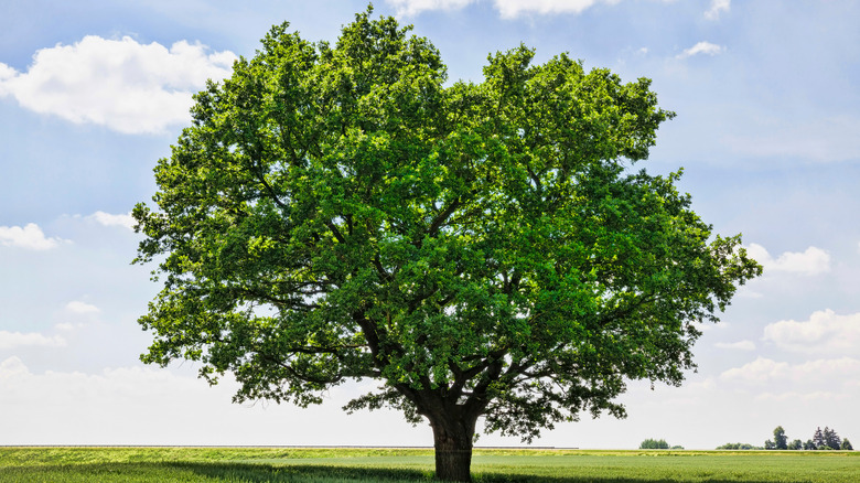oak tree in field 