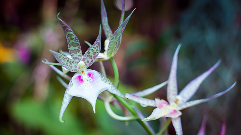 close up of Aspasia orchid