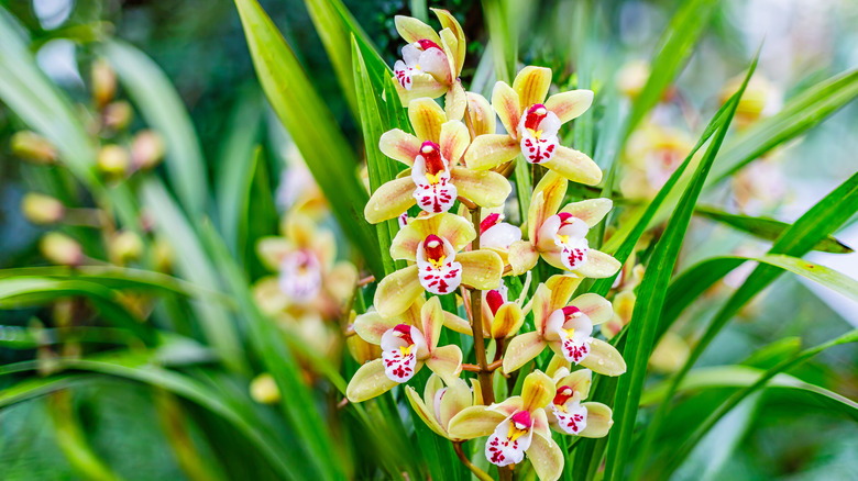 yellow and pink Cymbidium orchids 