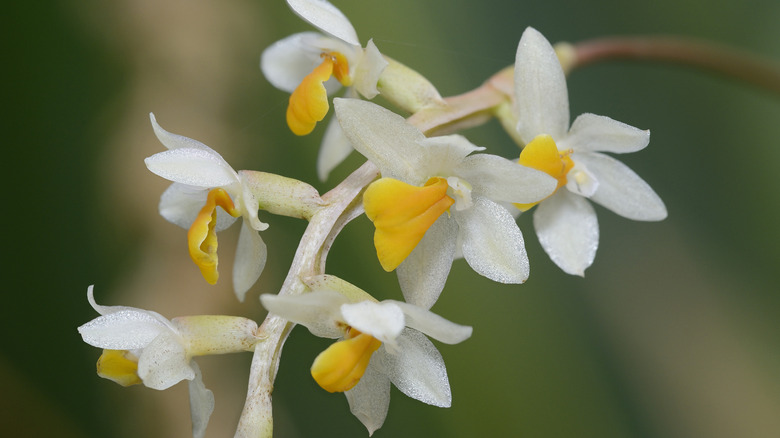 close up of Dendrochilum orchid flower