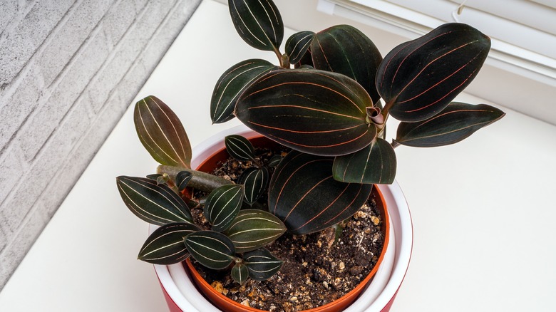 Jewel orchid potted on windowsill